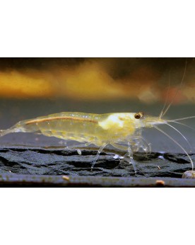 Caridina multidentata Japonica -  Amano Yellow  - M (2-4cm)