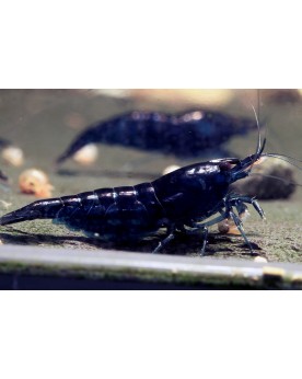 Neocaridina davidi - Blue Dream (Elev. France)