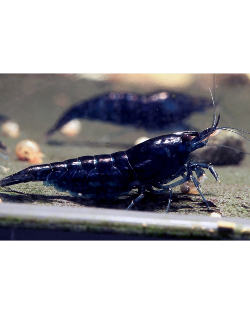 Neocaridina davidi - Blue Dream (lot de 10) Blue Dream , Lot de 10 ...