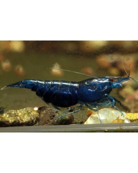 Neocaridina davidi - Blue Dream (lot de 10) Blue Dream , Lot de 10 ...
