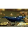 Neocaridina davidi - Blue Dream (Elev. France)