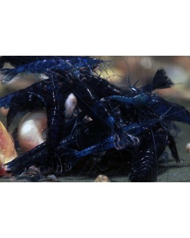 Neocaridina davidi - Blue Dream (lot de 10) Blue Dream , Lot de 10 ...