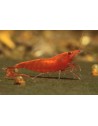 Neocaridina davidi - Red Cherry (Bien Rouge) (Elev. France)