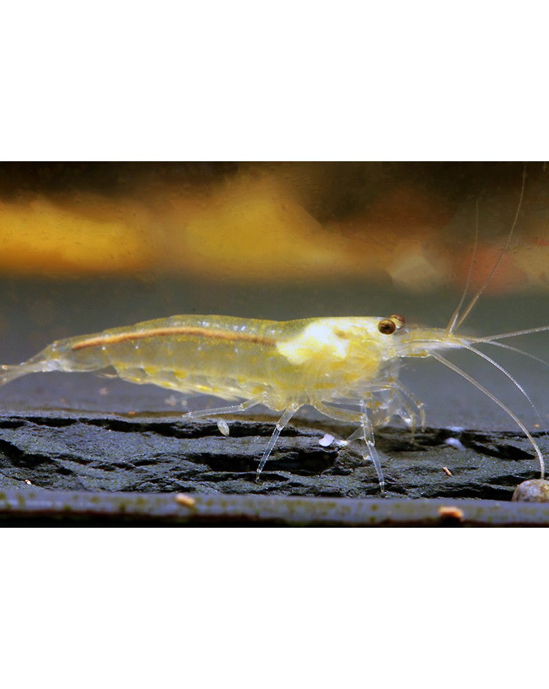 Caridina multidentata Japonica -  Amano Yellow  - M (2-4cm) - Lot de 15