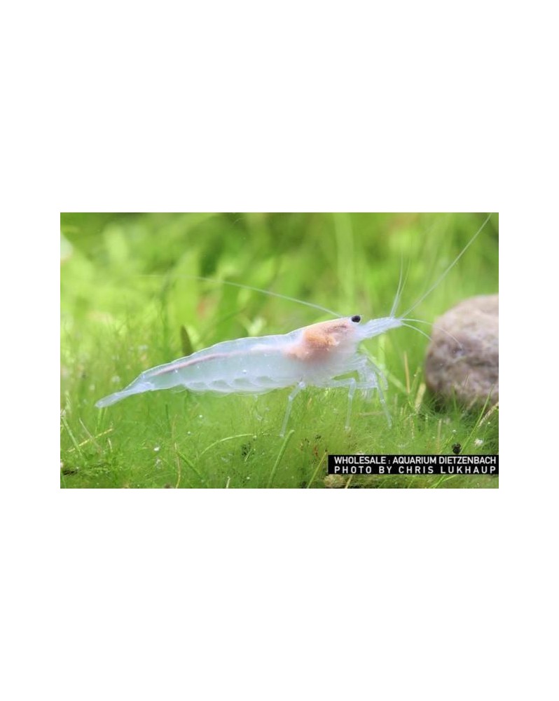 Caridina multidentata Japonica -  Amano Snow  - M (2-4cm) - Lot de 15