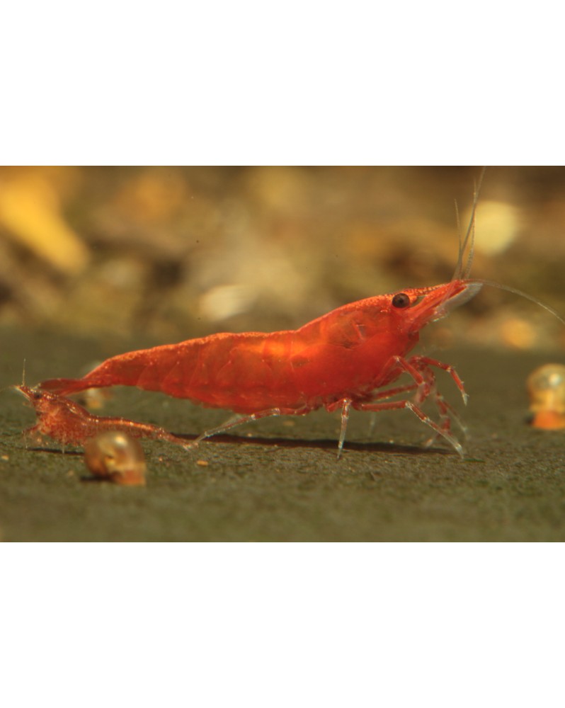 Neocaridina davidi - Red Cherry (Bien Rouge) (Elev. France) -  Lot de 25+3