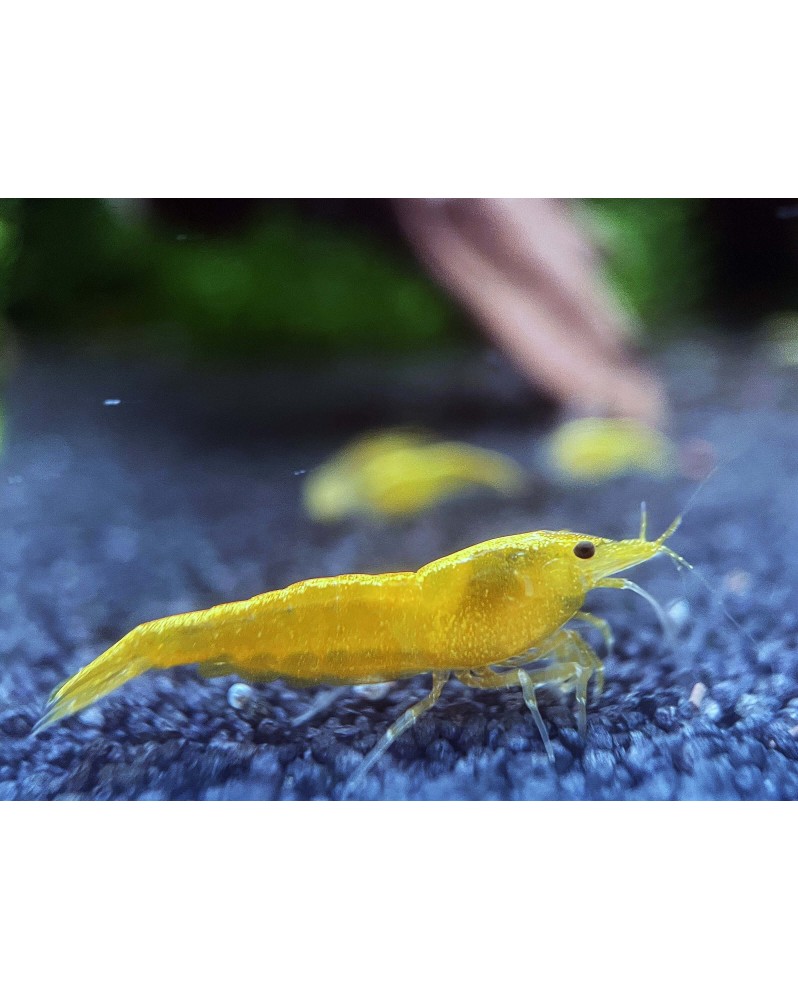 Yellow Fire Néon Mid (lot de 10)