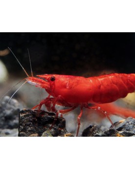 Neocaridina davidi - Sakura (Elev. France) -  Lot de 10+1