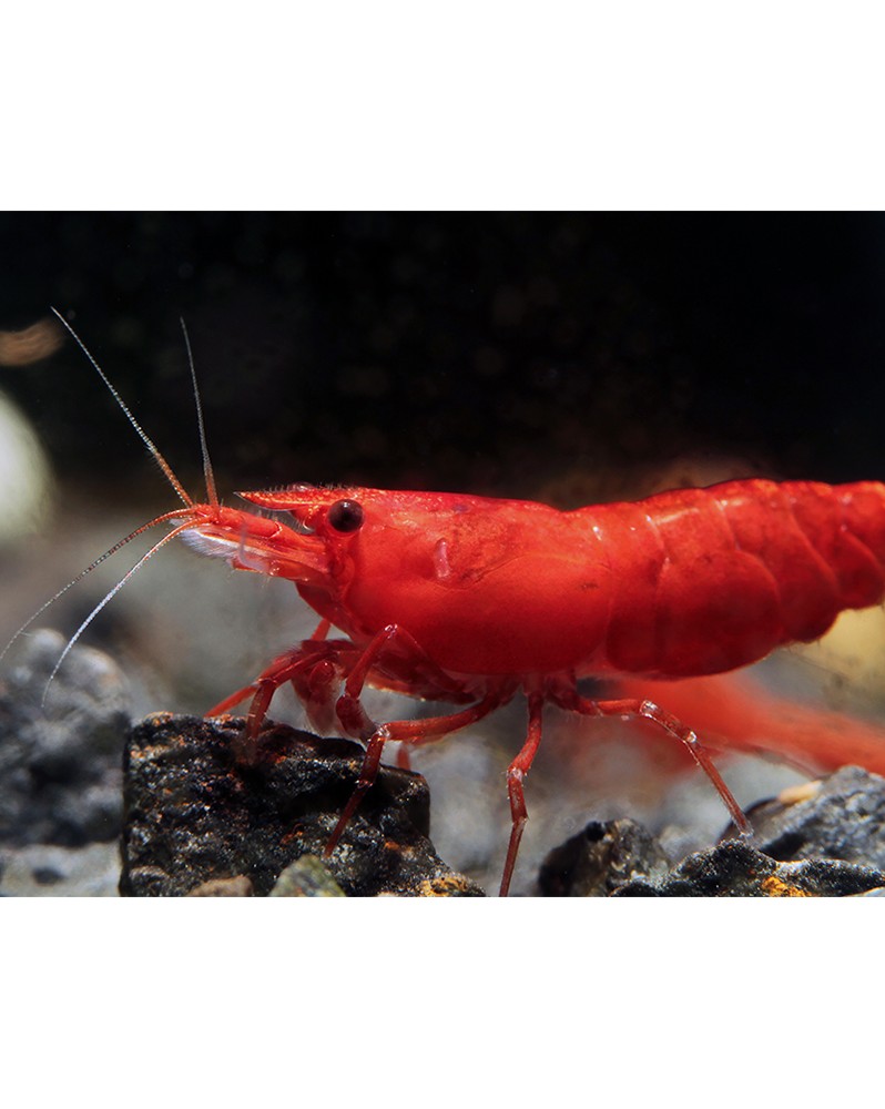 Neocaridina davidi - Sakura (Elev. France) -  Lot de 20+2