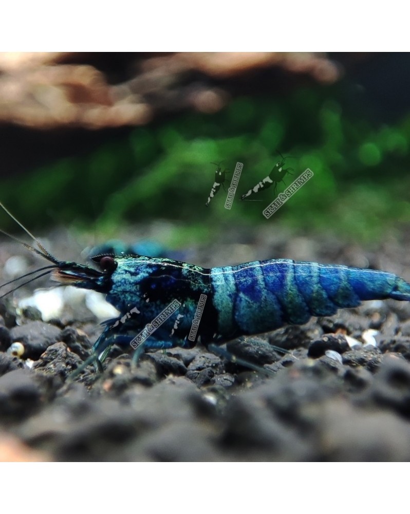 Caridina logemanni - Blue Bolt Deep - Top (Elev. France) -  Lot de 10+1