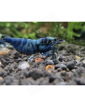 Caridina logemanni - Blue Bolt Deep - Top (Elev. France) -  Lot de 10+1