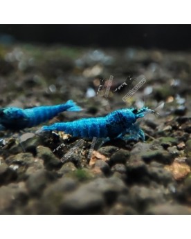 Caridina logemanni - Blue Bolt Deep - Top (Elev. France) -  Lot de 10+1