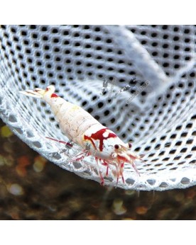 Crystal Red - Pure Red Line - Mosura (Elev. France) -  Lot de 10+1