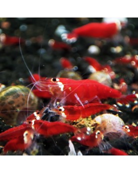 Caridina logemanni - Super Crystal Red - Top Qualité (Elev. France) -  Lot de 10+1