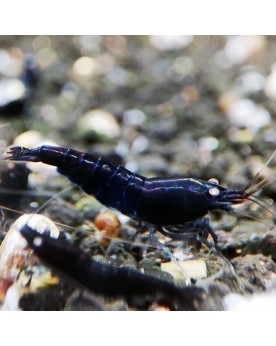 Caridina mariae - Black Tiger Orange Eyes - BT0 (Elev. France) - Lot de 10+1