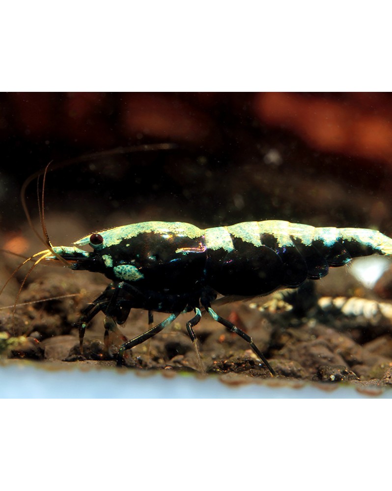 Caridina logemanni - Fishbone/Backline (Elev. France) -  Lot de 10+1