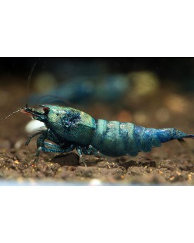 Caridina logemanni - Blue Bolt Deep (Elev. France) - Lot de 10+1