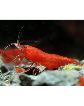 Neocaridina davidi - Bloody Mary (Elev. France) -  Lot de 10+1