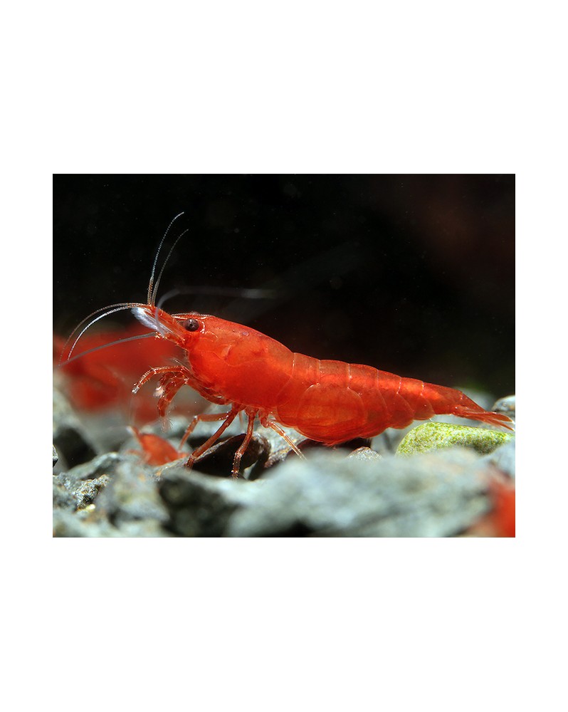 Neocaridina davidi - Bloody Mary (Elev. France) -  Lot de 20+2
