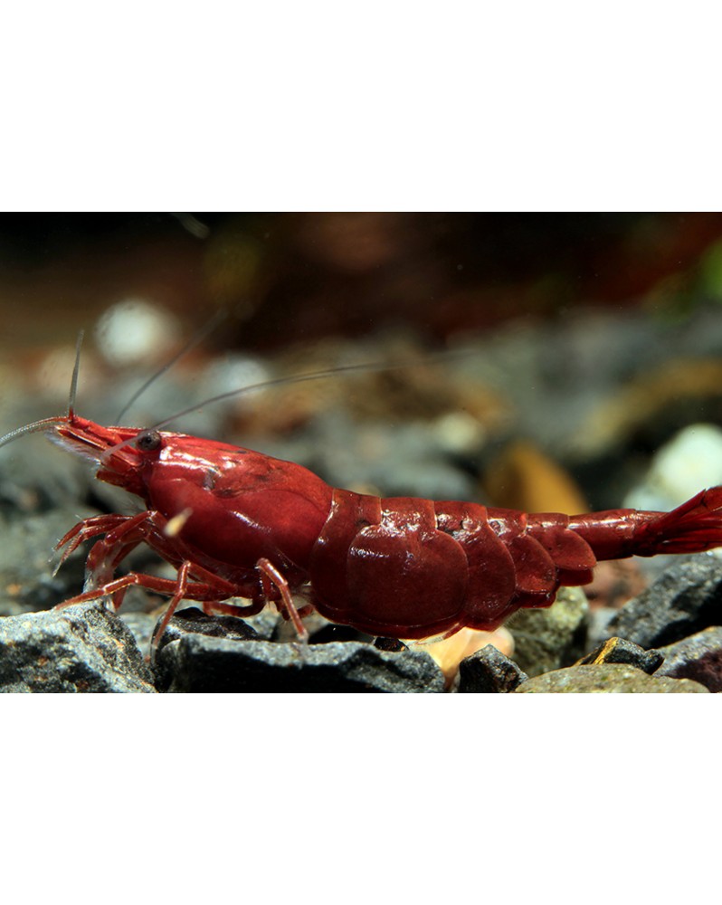 Neocaridina davidi - Dark Bloody Mary (Elev. France) -  Lot de 20+2