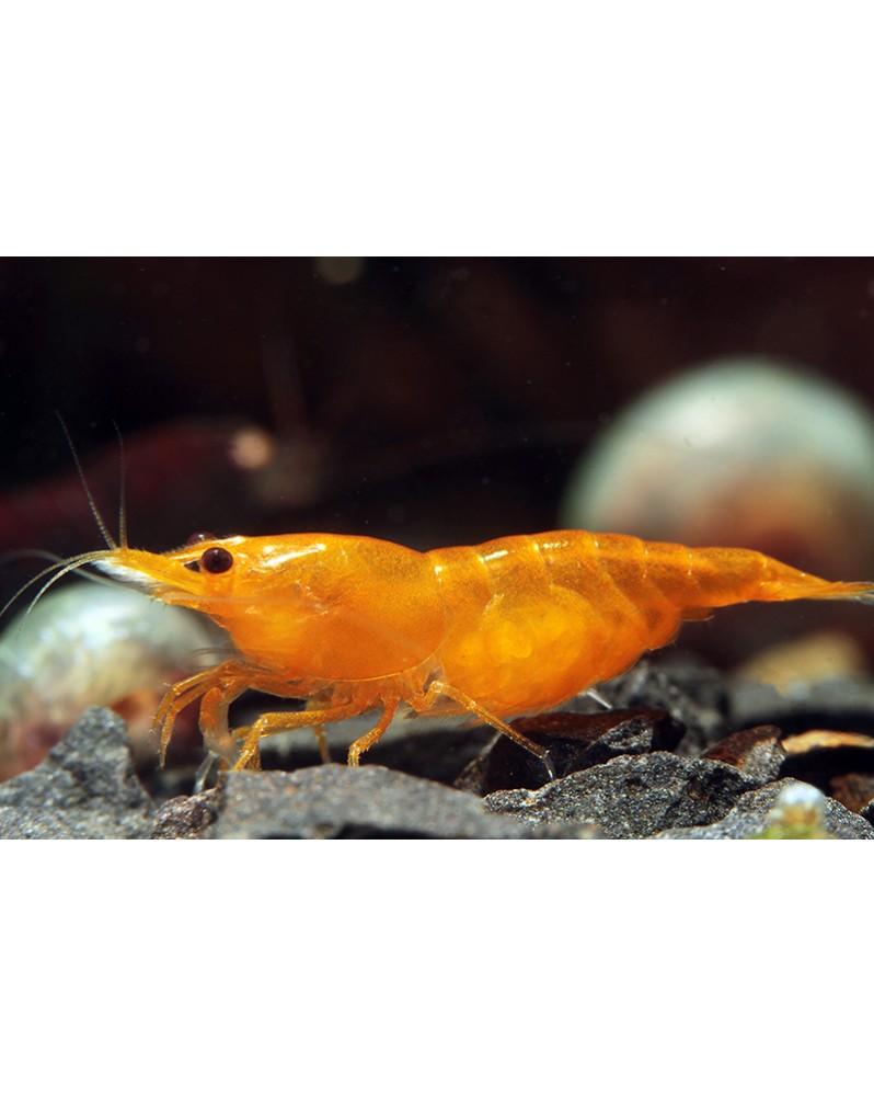 Neocaridina davidi - Orange Sakura (Elev. France) - Lot de 20+2