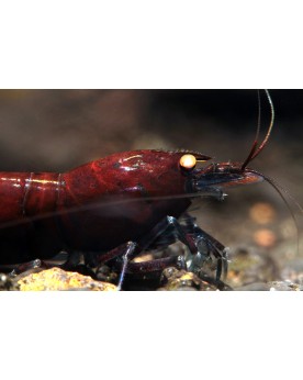 Caridina Mariae - Tiger Deep Blue (Rusty) Shrimp (Elev. France) -  Lot de 10+1