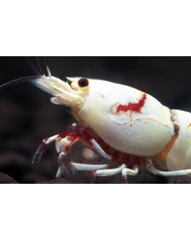 Caridina logemanni - Crystal Crystal Red - Pure Red Line K14 - HQ (Elev. France) - Lot de 10+1