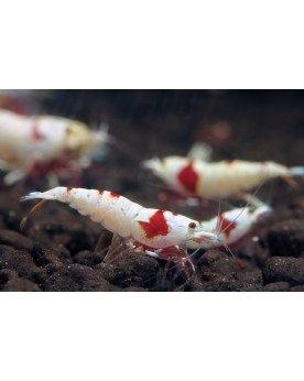 Caridina logemanni - Crystal Red - Pure Red Line Hinomaru - HQ (Elev. France) -  Lot de 10+1