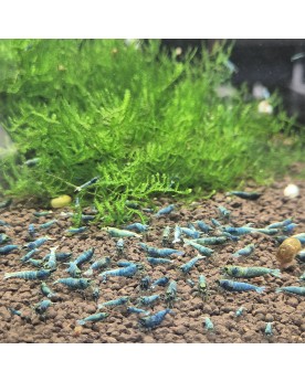 Caridina logemanni - Blue Bolt (Elev. France) -  Lot de 10+1