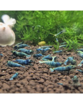 Caridina logemanni - Blue Bolt (Elev. France) -  Lot de 10+1