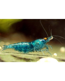 Neocaridina davidi - Blue Dream Orange Eyes - Top (Elev. France) -  Lot de 5+1