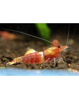 Caridina logemanni - Ocean Red Shrimp (Elev. France) - Lot de 10+1