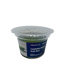 Vesicularia montagnei Krabi Moss