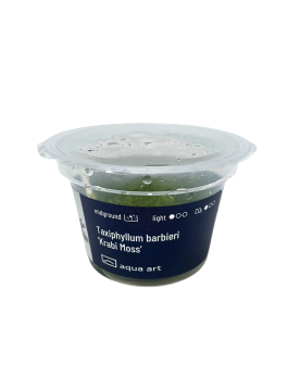 Amblysteglum serpens Nano-Moss  In Vitro! Amblysteglum serpens "Nan...