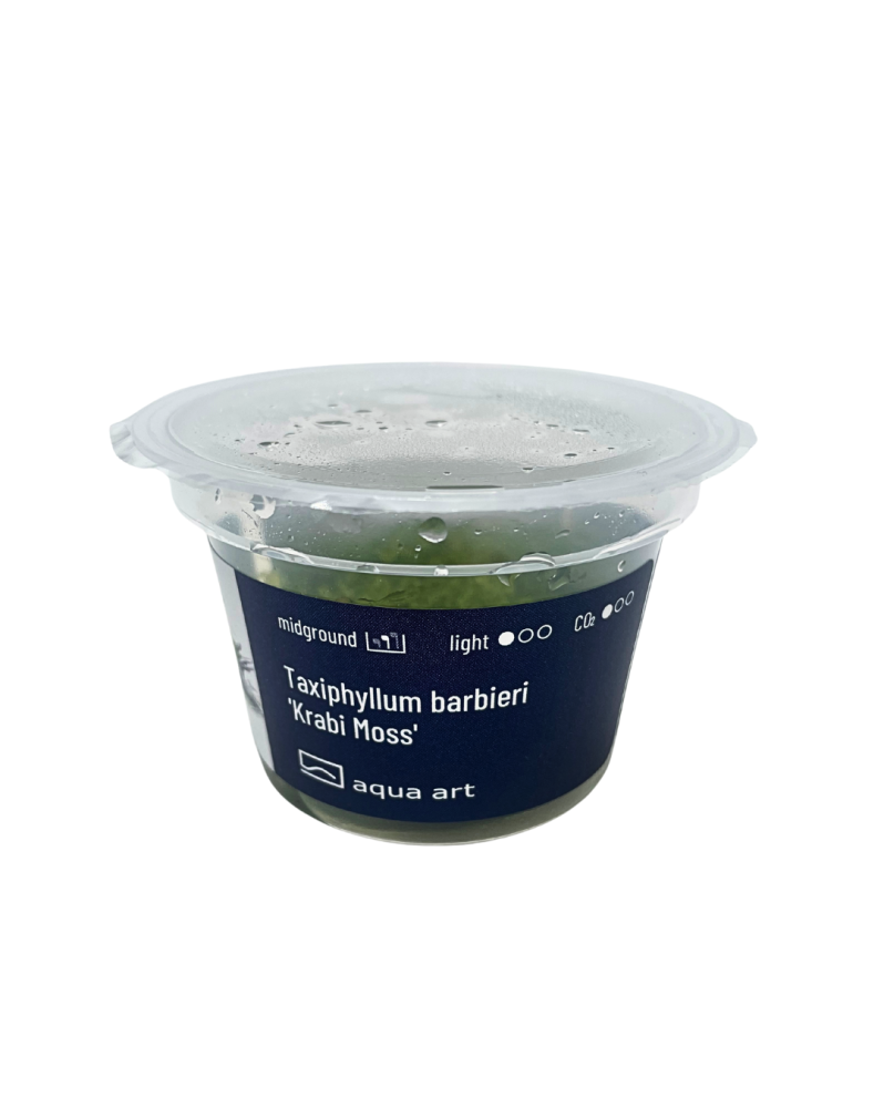 Vesicularia montagnei Krabi Moss