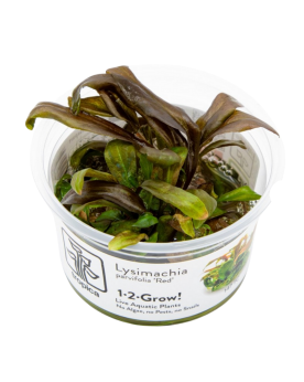Lysimachia parvifolia  Red  - 1-2 Grow!