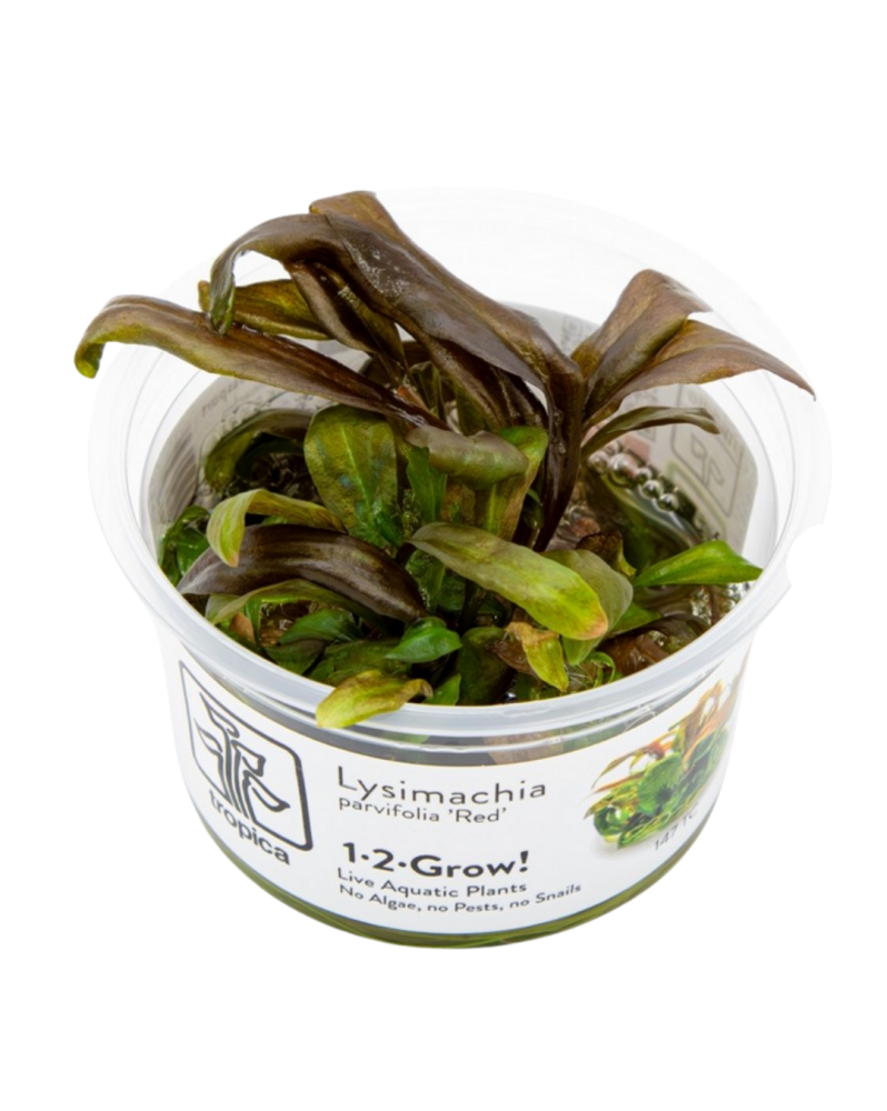 Lysimachia parvifolia  Red  - 1-2 Grow!