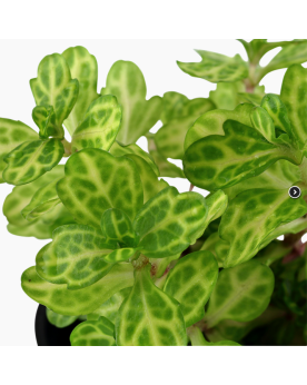 Shinnersia rivularis  Weiss-Grün  en Pot