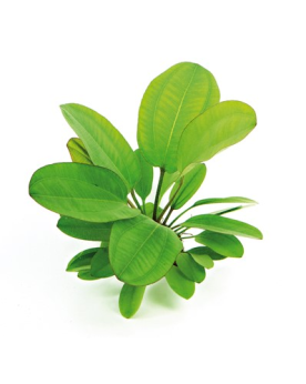 Echinodorus Dschungelstar N°2 -  Petit Ours