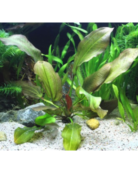 Echinodorus Dschungelstar N°2 -  Petit Ours