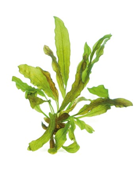 Echinodorus x barthii - En Pot Echinodorus x barthii, aussi appelée...