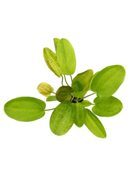 Echinodorus x barthii - En Pot Echinodorus x barthii, aussi appelée...