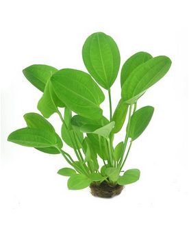 Echinodorus x barthii - En Pot Echinodorus x barthii, aussi appelée...