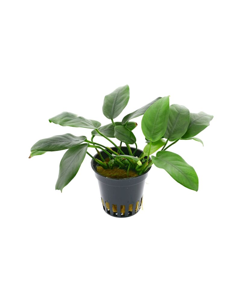 Anubias nana Paxing Anubias barteri "nana Paxingi" Les Anubias sont...