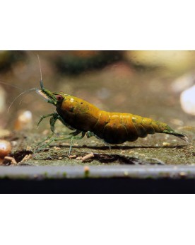 Neocaridina davidi - Green Jade Neocaridina Green Jade Crevettes ve...