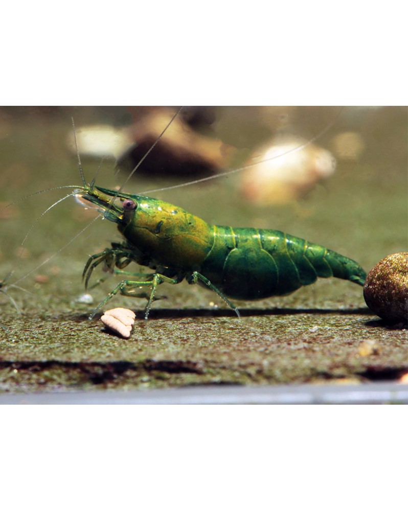 Neocaridina davidi - Green Jade Neocaridina Green Jade Crevettes ve...