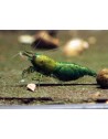 Neocaridina davidi - Green Jade (Elev. France)