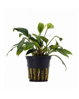 Anubias nana Paxing Anubias barteri "nana Paxingi" Les Anubias sont...