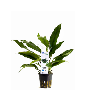 Anubias nana Paxing Anubias barteri "nana Paxingi" Les Anubias sont...