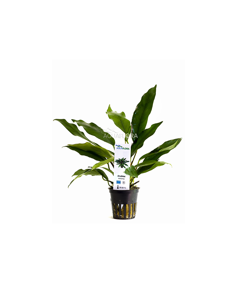 Anubias nana Paxing Anubias barteri "nana Paxingi" Les Anubias sont...